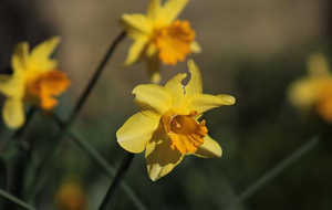 Daffodils in bloom in Univ's Fellows' Garden