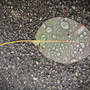 Leaf on tarmac – Version 3