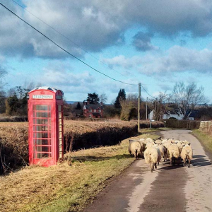 26 - Escaped sheep off for a stroll - Photo Comp