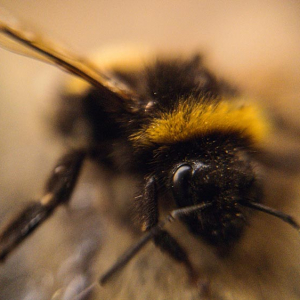 72 - Main Quad bee - Photo Comp