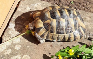 Percy the tortoise 