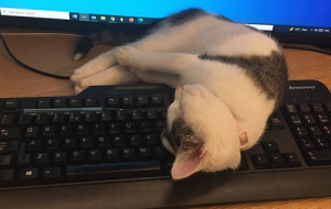 Lyra asleep on a keyboard 
