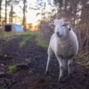 A sheep in a field