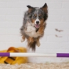 a collie dog jumping over a show fence