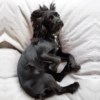 a black dog lazing on a big white bed