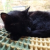 a sleeping black cat