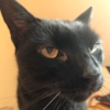 a really suspicious looking black cat