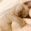 a sleeping white kitten