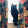 a black cat between two floral curtains