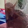 a giant snail in a wet glass