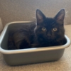 a black kitten in a grey bowl