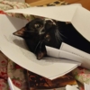 a black and white kitten playing in papers