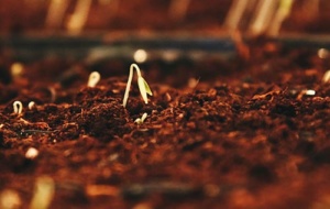 a seedling breaking ground