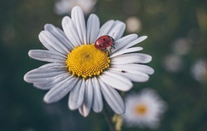 A ladybird on a daisy