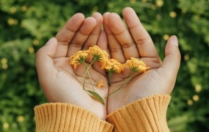 Hands cupping small flowers