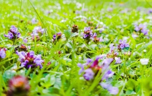 close up of grass with purple wild flowers