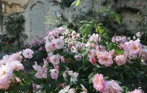 Roses in the Master's Garden