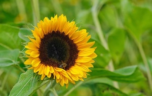 sunflower with a bee on it