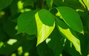 close up of vibrant green leaves