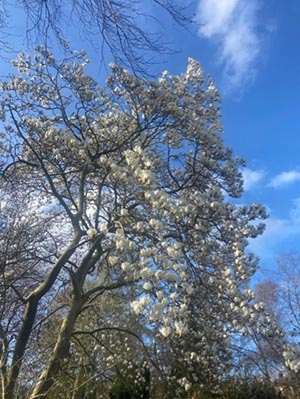 magnolia tree with pink blooms against a blue sky