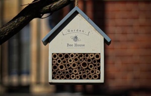 wooden bee house hanging from a branch