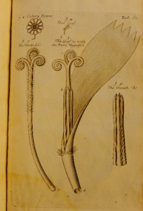 Chicory illustration 