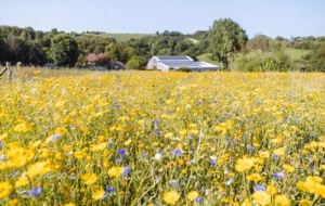 Natasha Edwards - The Garlic Farm flower field