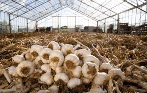 Natasha Edwards - The Garlic Farm garlic