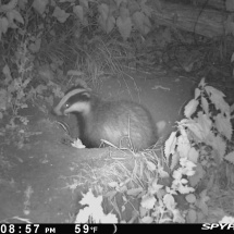 Badgers at Univ sportsground Badgers at Univ sportsground