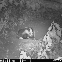 Badgers at Univ sportsground Badgers at Univ sportsground