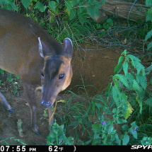 Badgers at Univ sportsground Badgers at Univ sportsground