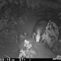 Badgers at Univ sportsground Badgers at Univ sportsground