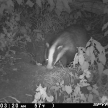 Badgers at Univ sportsground Badgers at Univ sportsground