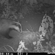 Badgers at Univ sportsground Badgers at Univ sportsground