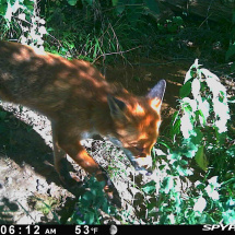 Badgers at Univ sportsground Badgers at Univ sportsground - Fox