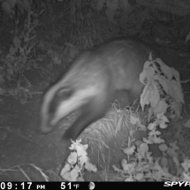 Badgers at Univ sportsground Badgers at Univ sportsground