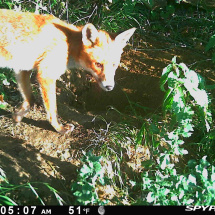 Badgers at Univ sportsground Badgers at Univ sportsground - Fox