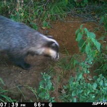 Badgers at Univ sportsground Badgers at Univ sportsground