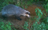 Badgers at Univ sportsground
