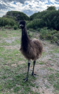 Interning at Monash University