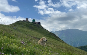 A hilly landscape with an old church (Gergeti Trinity Church) in the background, with a dog in the foreground